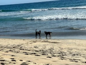 Dogs playing at the beach