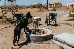 firepit y perro