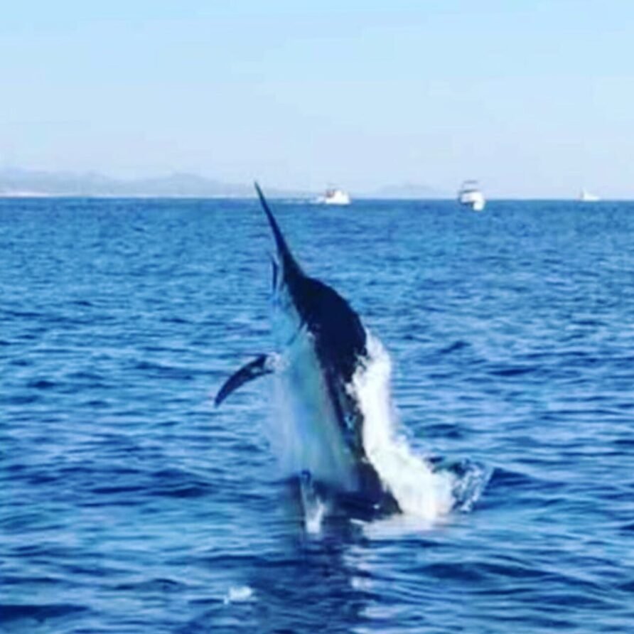 The 2025 Bisbee’s Fishing Tournament — The World’s Richest Billfish Event Returns to Los Cabos